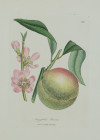 JAMES SOWERBY, "Flores y frutos", 1791-1829, Tres grabados 