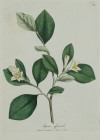 JAMES SOWERBY, "Flores y frutos", 1791-1829, Tres grabados 