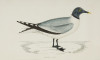 FRANCIS ORPEN MORRIS, "Aves marinas", Cuatro grabados