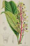 MATILDA SMITH, "Botánica", Pareja de grabados