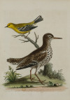GEORGE EDWARDS, "Aves", Pareja de aguafuertes
