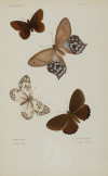 EMILE  BLANCHARD , "Mariposas", Cuatro grabados al acero