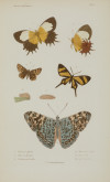 EMILE  BLANCHARD , "Mariposas", Cuatro grabados al acero
