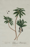 ELIZABETH BLACKWELL, "Plantas medicinales", 2 grabados al