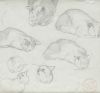 EMILIO SALA Y FRANCÉS, "Estudio de gatos", Grafito y lápiz