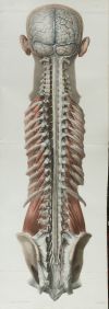 JEAN - MARC BOURGERY, "Traité complet de l’anatomie de l’ho