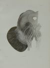 JEAN - MARC BOURGERY, "Traité complet de l’anatomie de l’ho