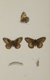 FRANCIS ORPEN MORRIS, "Mariposas y sus larvas", Seis grabad