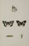 FRANCIS ORPEN MORRIS, "Mariposas y sus larvas", Seis grabad
