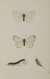 FRANCIS ORPEN MORRIS, "Mariposas y sus larvas", Seis grabad