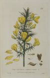 WILLIAM BAXTER, "Botánica", Tres grabados al cobre
