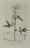 WILLIAM BAXTER, "Botánica", Tres grabados al cobre
