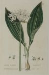 WILLIAM BAXTER, "Botánica", Tres grabados al cobre