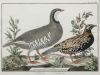FRANÇOIS NICOLAS MARTINET, "Aves de caza", Pareja de grabad