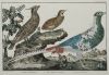 FRANÇOIS NICOLAS MARTINET, "Aves de caza", Pareja de grabad