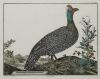 FRANÇOIS NICOLAS MARTINET, "Aves de caza", Pareja de grabad
