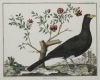 FRANÇOIS NICOLAS MARTINET, "Aves de caza", Pareja de grabad