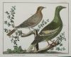 FRANÇOIS NICOLAS MARTINET, "Aves de caza", Pareja de grabad