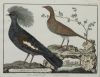 FRANÇOIS NICOLAS MARTINET, "Aves de caza", Pareja de grabad