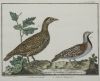 FRANÇOIS NICOLAS MARTINET, "Aves de caza", Pareja de grabad