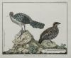 FRANÇOIS NICOLAS MARTINET, "Aves de caza", Pareja de grabad