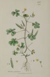 JAMES SOWERBY, "Botánica", Tres grabados al cobre