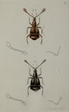 HENRY DENNY, "Insectos coleópteros", Serie completa de cato