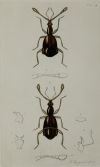 HENRY DENNY, "Insectos coleópteros", Serie completa de cato