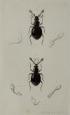 HENRY DENNY, "Insectos coleópteros", Serie completa de cato