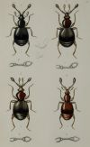 HENRY DENNY, "Insectos coleópteros", Serie completa de cato