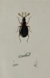HENRY DENNY, "Insectos coleópteros", Serie completa de cato