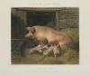 J. HARRIS Y W. SUMMERS, "Cerdos", "Gallinas", "Patos" y "Va