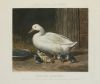 J. HARRIS Y W. SUMMERS, "Cerdos", "Gallinas", "Patos" y "Va