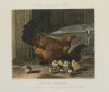 J. HARRIS Y W. SUMMERS, "Cerdos", "Gallinas", "Patos" y "Va