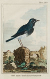"Aves", 1812