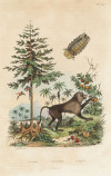 FELIX EDOUARD  GUERIN-MENNEVILLE, "Flora y Fauna" , Pareja 
