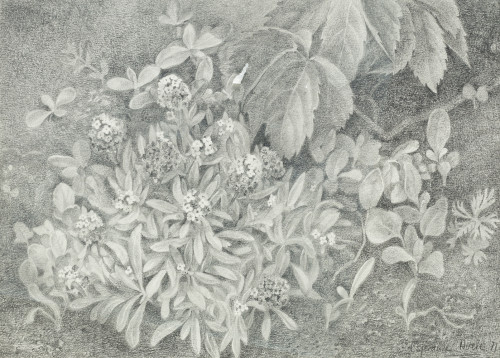 ESPERANZA NUERE, "Flores y plantas", 1971, Grafito sobre pa