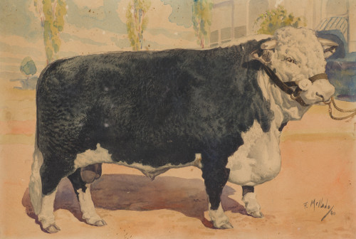  ESCUELA ESPAÑOLA S.XX, "Braford", 1940, Acuarela sobre pap