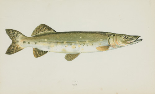 JONATHAN COUCH, "Peces" 