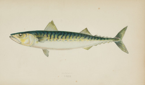 JONATHAN COUCH, "Peces"