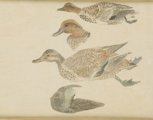 ESCUELA  ORIENTAL, "Patos", Estampación sobre papel de arro