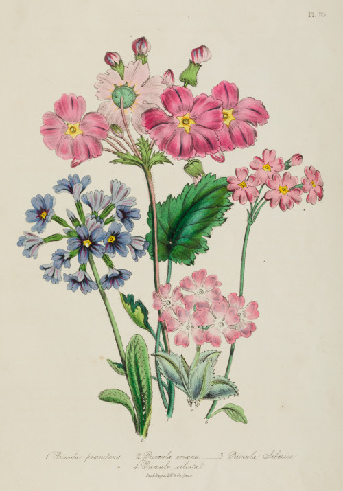 JANE WELLS WEBB DE LOUDON, "Flores", Tres litografías color