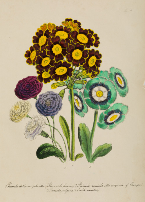 JANE WELLS WEBB DE LOUDON, "Flores", Tres litografías color