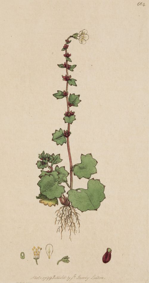 JAMES SOWERBY, JAMES SOWERBY London, United Kingdom (1757)