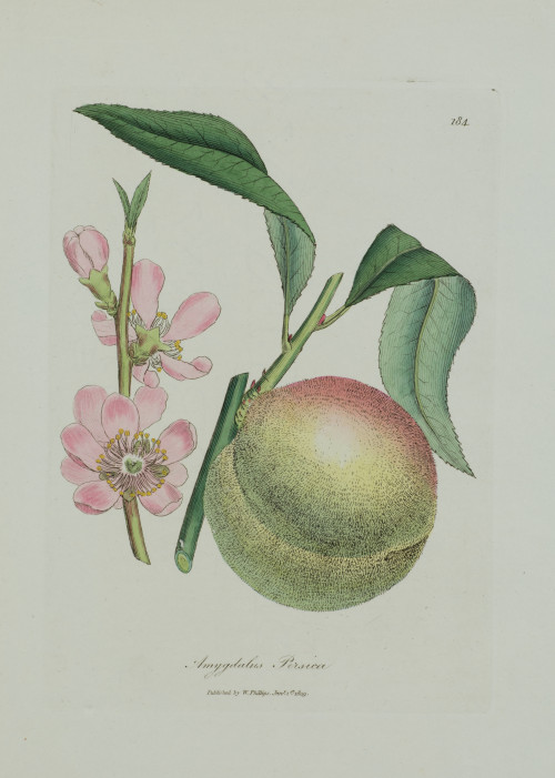 JAMES SOWERBY, "Flores y frutos", 1791-1829, Tres grabados 