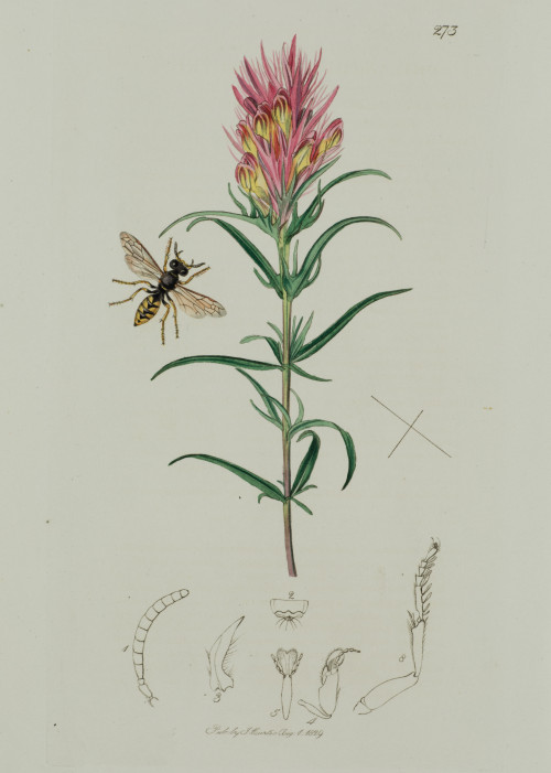 JAMES SOWERBY, "Flores y frutos", 1791-1829, Tres grabados 