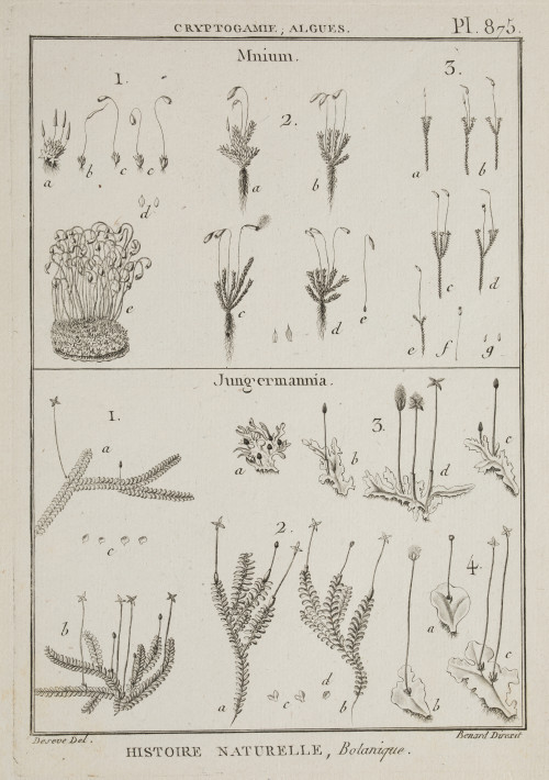 ROBERT BENARD Rosny-sous-Bois, France (1731) / Paris, Franc