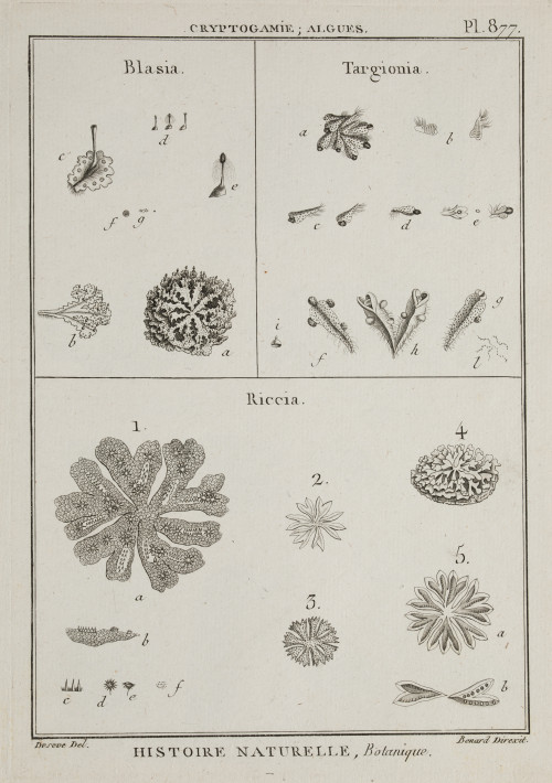 ROBERT BENARD Rosny-sous-Bois, France (1731) / Paris, Franc