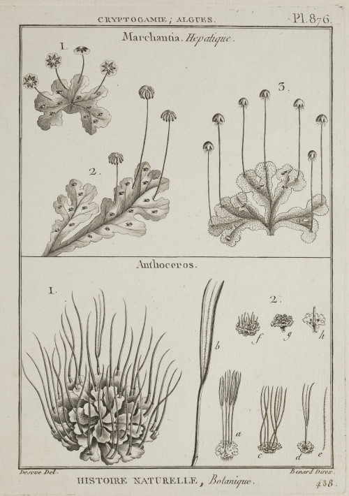 ROBERT BENARD Rosny-sous-Bois, France (1731) / Paris, Franc