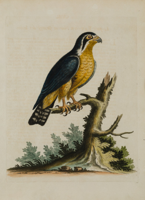 GEORGE EDWARDS, "Aves", Pareja de aguafuertes